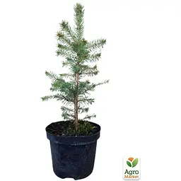 Саджанець Agro-Market Ялина 2-х річна Блакитна колюча Kaibab S3, висота 20-25 см (62770) - мініатюра 3