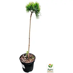 Саджанець Agro-Market Сосна на штамбі Lucky С3, висота від 50-80 см (112374) - мініатюра 2