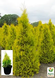 Саджанець Agro-Market Туя 3-річна західна Sunkist S3 висота 30-40 см 1 шт. в упаковці (62827) - мініатюра 4
