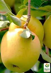 Саджанець Agro-Market Яблуня Голдстар (зимовий сорт, пізній термін дозрівання) 1 шт. в упаковці (46267) - мініатюра 2