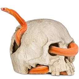 Декорація череп людини Terrario Human Skull 14x11x11см (151211) - мініатюра 3