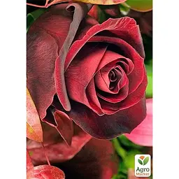 Троянда чайно-гібридна Agro-Market Фіджі негро саджанець класу АА+ вищий сорт 1 шт. в упаковці (178175) - мініатюра 2