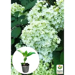 Саджанець Agro-Market Гортензія деревоподібна Hayes Starburst (180863) 1 шт. в упаковці - мініатюра 4