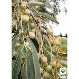 Маслина степова (медоносне і лікарське дерево) Agro-Market висота 60-80 см (189164) 1 саджанець в упаковці - мініатюра 2