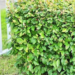 Кизильник блискучий вертикальний (Cotoneaster lucidus), С2 (187636) 1 шт в упаковці