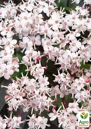 Бузина чорна Black Tower (Sambucus nigra Black Tower) вазон С2 (185106) 1 саженец Нідерланди - мініатюра 3