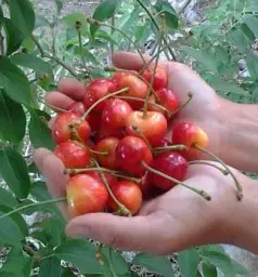 Саджанець Agro-Market Черешня колоновидна Рожева 1 шт. в упаковці (47396) - мініатюра 2