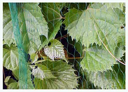 Сітка для захисту від птахів Bradas BIRD NET 7 г/м² 5x5 м AS-BN71919505  - мініатюра 2