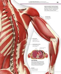 Knowledge Encyclopedia Human Body! - мініатюра 3