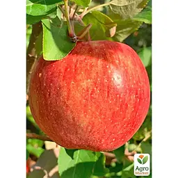 Саджанець Agro-Market Яблуня Камео укорінена в контейнері (саджанець 2 роки) (180488) - мініатюра 3