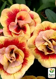 Саджанець Agro-Market Калібрахоа Calita Double Sunset Bicolor (контейнер № 10, висота 10-15 см) 1 шт. в упаковці (64414) - мініатюра 2