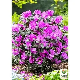 Саджанець Agro-Market Рододендрон каролінський 2-х річний P.J.M. Elite С2 висота 25-40 см (152183) 1 шт. в упаковці - мініатюра 2