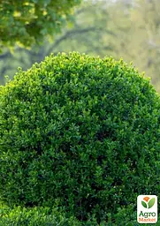 Бирючина звичайна (Ligustrum vulgare) С2 висота 25-35см (185305) 1 саджанець - мініатюра 4