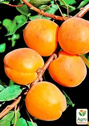 Саджанець Agro-Market Абрикос Фаркло (пізній термін дозрівання) 1 шт. в упаковці (179966) - мініатюра 2