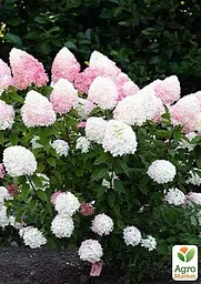 Саджанець Agro-Market Гортензія волотиста Pink & Rose вазон Р9 (181176) - мініатюра 2