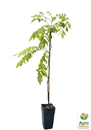 Гліцинія 3-річна китайська "Блек Драгон" (Wisteria chinensis Блек Дрегон) С2 висота саджанця 60-100см (185274) 1 саженец Нідерланди - мініатюра 2