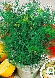 Насіння Agro-Market Кріп Санат на вагу ціна за 20 г (177354) - мініатюра 2