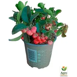 LMTD Гаультерія Agro-Market Big Berry із плодами (висота 15-25см) (182536) 1 саджанець в упаковці кімнатний - мініатюра 3