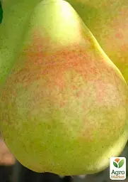 Саджанець Agro-Market Груша Говерла (осінні сорти, середній термін дозрівання) 1 шт. в упаковці (39855) - мініатюра 2