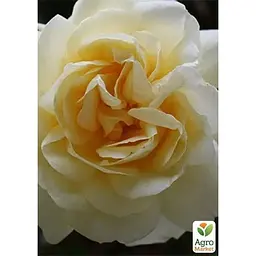 Троянда дрібноквіткова (спрей) Agro-Market Creme de la Creme саджанець класу АА+ вищий сорт 1 шт. в упаковці (181334) - мініатюра 2