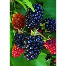 Саджанець Agro-Market Ожина Оркан (Orcan) (ранній термін дозрівання) 1 шт. в упаковці (46144) - мініатюра 2