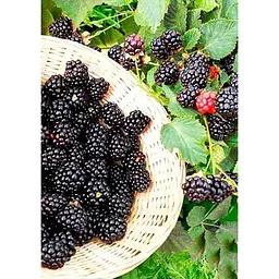 Саджанець Agro-Market Ожина рання Натчез (Natchez) 1 шт. в упаковці (21304) - мініатюра 2