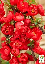 Саджанець Agro-Market Хеномелес (Айва японська) Red Joy (48330) - мініатюра 2