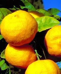 Саджанець Agro-Market Лайм жовтий на штамбі з плодом 3-х річний Limetta Pursha (25-45 см) (62522) 1 шт. в упаковці - мініатюра 2