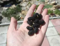 Саджанець Agro-Market Шовковиця великоплідна Стамбульська чорна (літній сорт, середній термін дозрівання) 1 шт. в упаковці (16186) - мініатюра 5