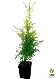 Саджанець Agro-Market Ялівець звичайний 4-річний Gold Cone С3 висота 30-40 см 1 шт. в упаковці (116267) - мініатюра 3