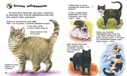 Книга Енциклопедія дошкільника: Коти Ранок С614039У shop (9786170992741) - мініатюра 4