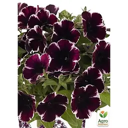 Саджанець Agro-Market Петунія ампельна Sweetunia Miss Marvelous (контейнер №10 висота 10-15 см) (49144) 1 шт. в упаковці - мініатюра 2