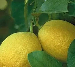 Саджанець Agro-Market Лимон Лисбон (44374) 1 шт. в упаковці - мініатюра 2