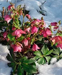 Морозник (Helleborus) Red Lady Agro-Market 1 саджанець в упаковці (48554) - мініатюра 4