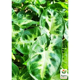 Сингоніум Agro-Market Pixie" висота 20-30 см (187880) 1 саджанець в упаковці (кімнатний) Нідерланди - мініатюра 2