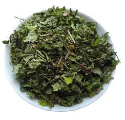 Розхідник звичайний Трава Будра Собача мята Glechoma hederacea