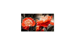 Вінілова наклейка на стіл Червоні півонії 02 ПВХ плівка квіти чорний 65х120 см Happy Pocket Z180346-153 - мініатюра 3