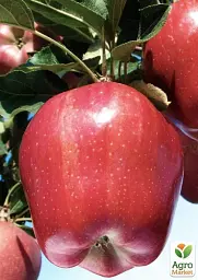 Саджанець Agro-Market Яблуня Старкримсон (зимовий сорт, пізній термін дозрівання) 1 шт. в упаковці (50901) - мініатюра 2