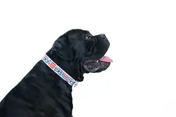 Нашийник для собак шкіряний Waudog Design з QR-паспортом "Квіти" Ш 25 мм Д 38-49 см білий - мініатюра 2