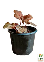 Саджанець Agro-Market Гейхера (Heuchera) Apricot (49877) - мініатюра 2