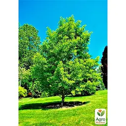 Саджанець Agro-Market Гінкго Білоба (висота 20-30см) (179909) - мініатюра 5