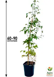 Саджанець Agro-Market Клематис 3-х річний Akafuji С2 (144832) - мініатюра 4