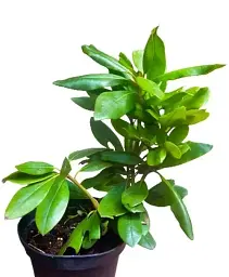 Рододендрон Agro-Market Roseum elegans 2 річний рожевий 1 саджанець в упаковці (43011) - мініатюра 2