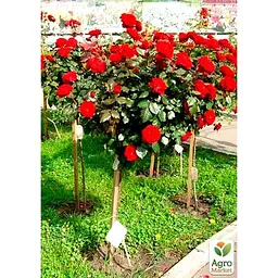 Троянда штамбова Agro-Market Кордула саджанець класу АА+ вищий сорт 1 шт. в упаковці (40551) - мініатюра 2