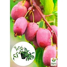 Саджанець Agro-Market Актінідія 2-х річна Пурпурова (міні-ківі, морозостійкий сорт) вазон С1 (93954) 1 шт. - мініатюра 2