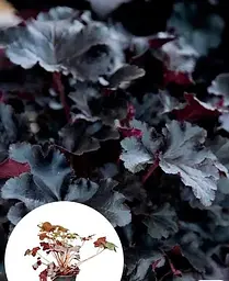 Гейхера Agro-Market Heuchera Black Taffeta С1 висота 15-30 см 1 саджанець в упаковці - мініатюра 3
