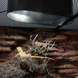 Лампа LED Repti-Zoo Desert and Tropical UVB 5.0 UVB 10.0 5W для тераріумів (LEDU04) - мініатюра 6