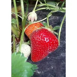 Саджанець Agro-Market Полуниця яскраво-червона Місіс Віллоу (Mrs. Willow) 5 шт (преміальний ремонтантний сорт, італійська селекція) (37286) - мініатюра 5