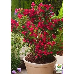 Саджанець Agro-Market Вейгела 3-річна Red Prince С3 висота 80-100 см (182530) 1 шт. в упаковці - мініатюра 2