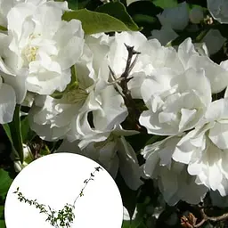 Жасмин гібридний садовий (чубушник) "Bouquet Blanc" С2 (175126) 1 саженец - мініатюра 2